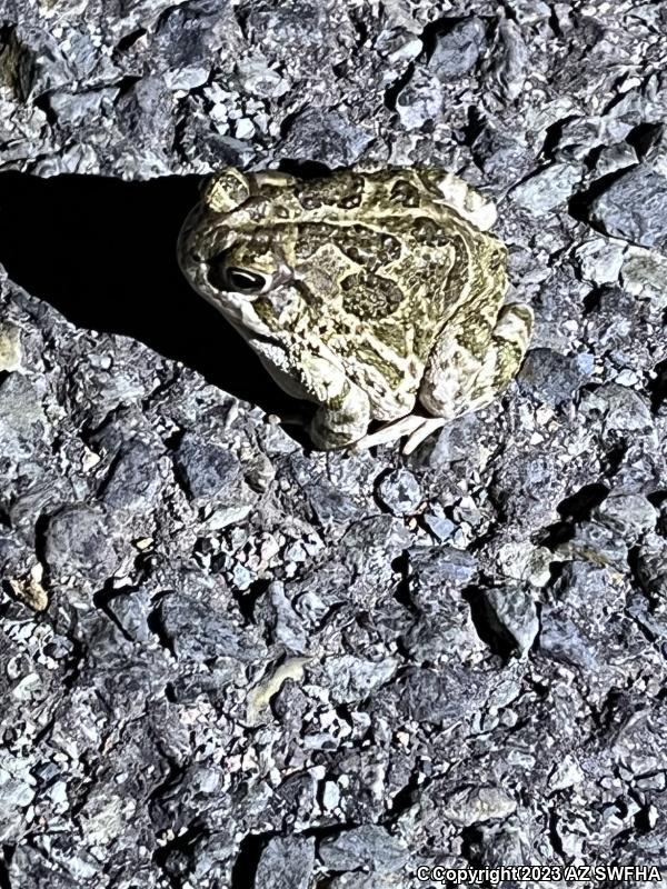 Great Plains Toad (Anaxyrus cognatus)