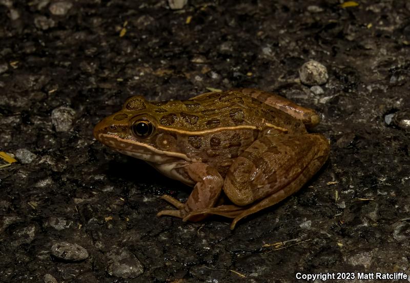 Plains Leopard Frog (Lithobates blairi)