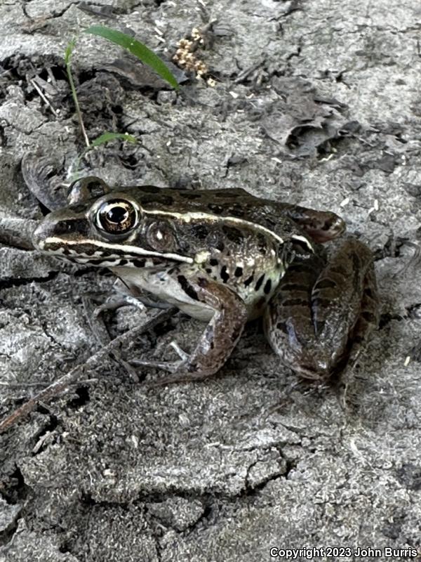 Plains Leopard Frog (Lithobates blairi)