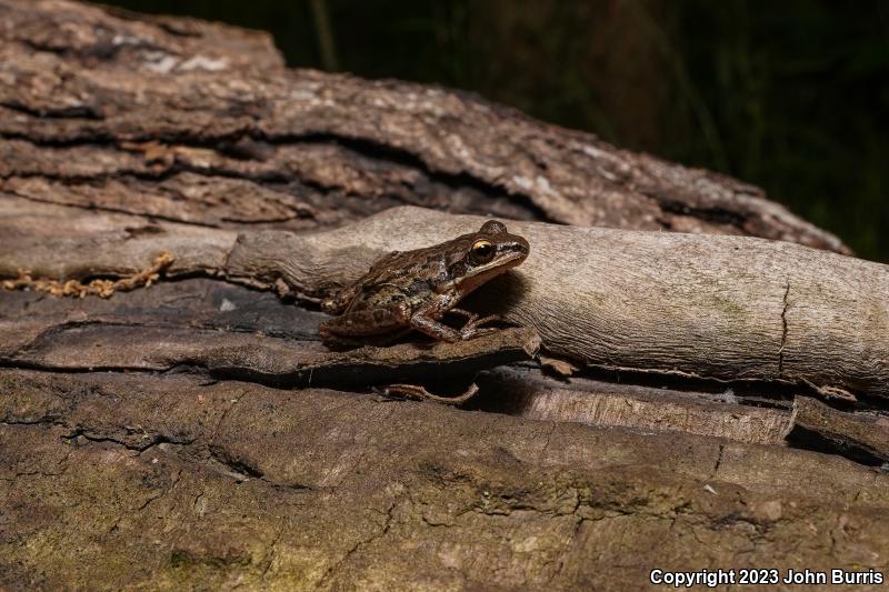 Western Chorus Frog (Pseudacris triseriata)