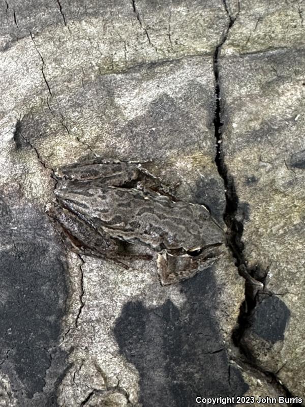 Western Chorus Frog (Pseudacris triseriata)