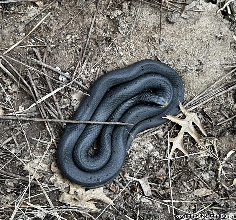 Southern Black Racer (Coluber constrictor priapus)