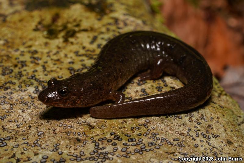 Black-bellied Salamander (Desmognathus quadramaculatus)