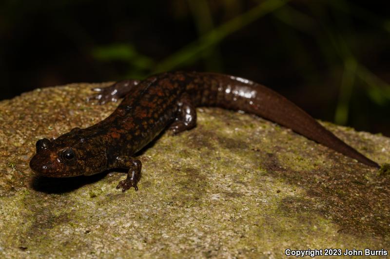 Black-bellied Salamander (Desmognathus quadramaculatus)