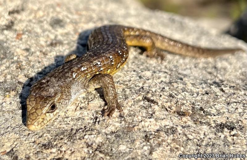 Sierra Alligator Lizard (Elgaria coerulea palmeri)