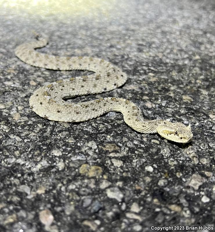 Colorado Desert Sidewinder (Crotalus cerastes laterorepens)