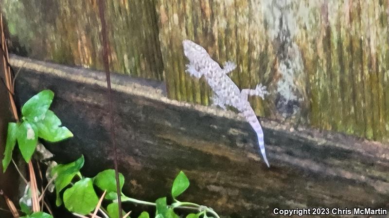 Turkish House Gecko (Hemidactylus turcicus turcicus)