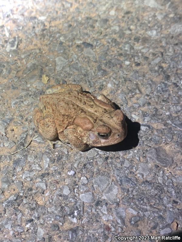 Dwarf American Toad (Anaxyrus americanus charlesmithi)