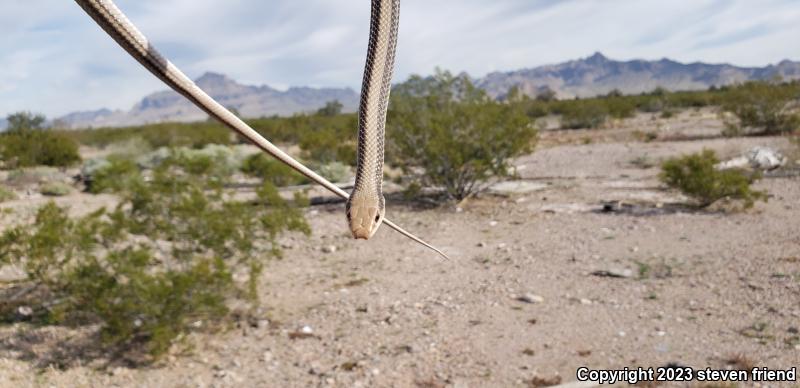 Desert Patch-nosed Snake (Salvadora hexalepis hexalepis)