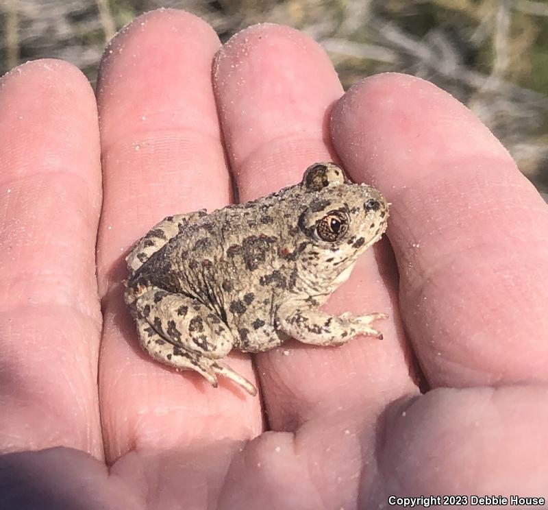 Great Basin Spadefoot (Spea intermontana)