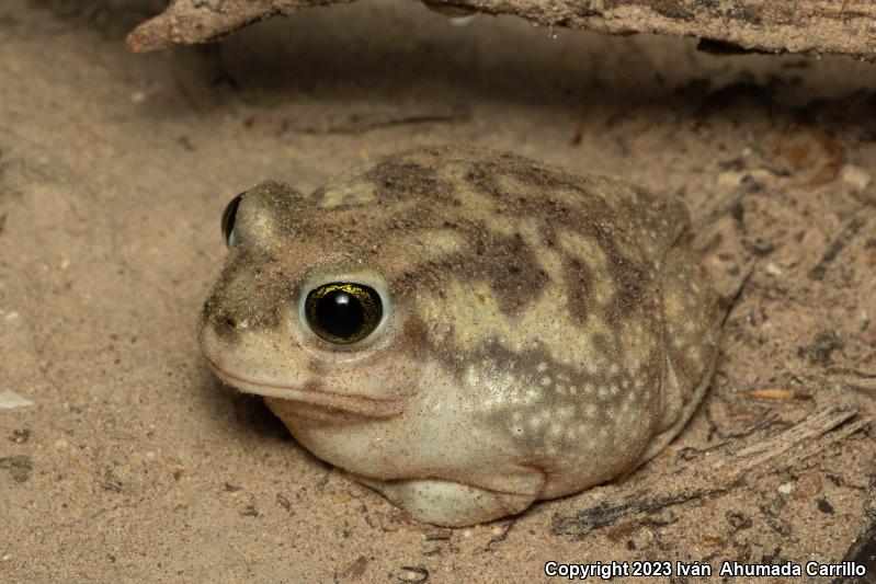 Couch's Spadefoot (Scaphiopus couchii)