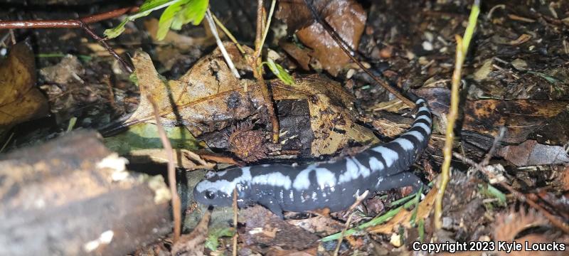 Marbled Salamander (Ambystoma opacum)