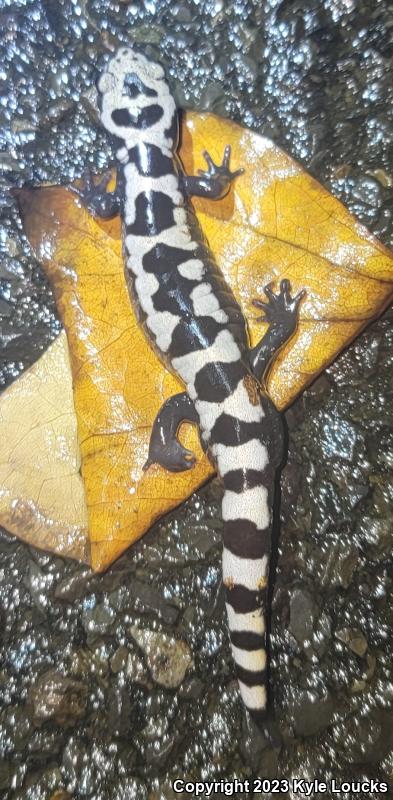 Marbled Salamander (Ambystoma opacum)