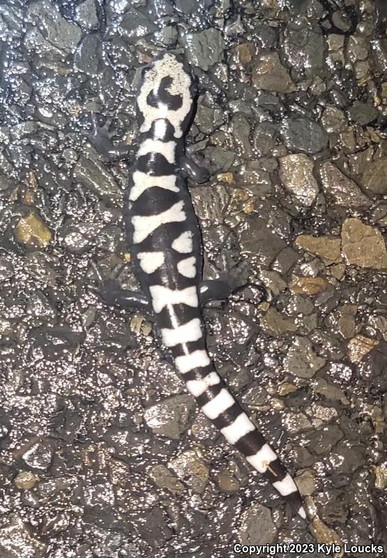 Marbled Salamander (Ambystoma opacum)