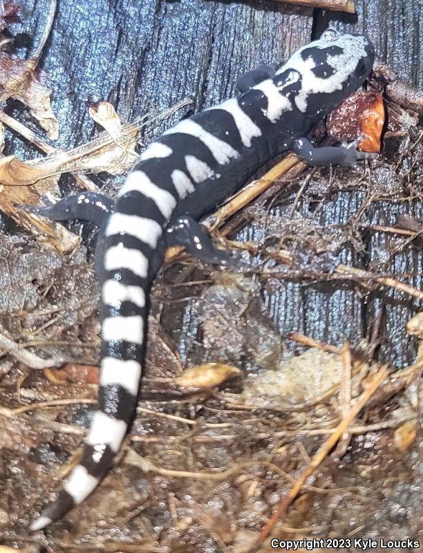 Marbled Salamander (Ambystoma opacum)