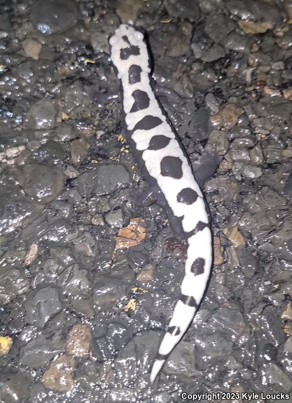 Marbled Salamander (Ambystoma opacum)