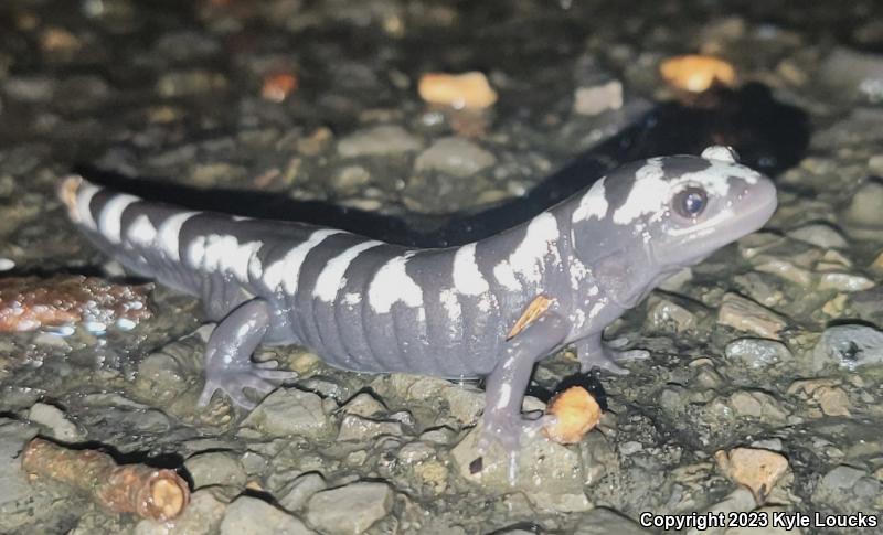 Marbled Salamander (Ambystoma opacum)