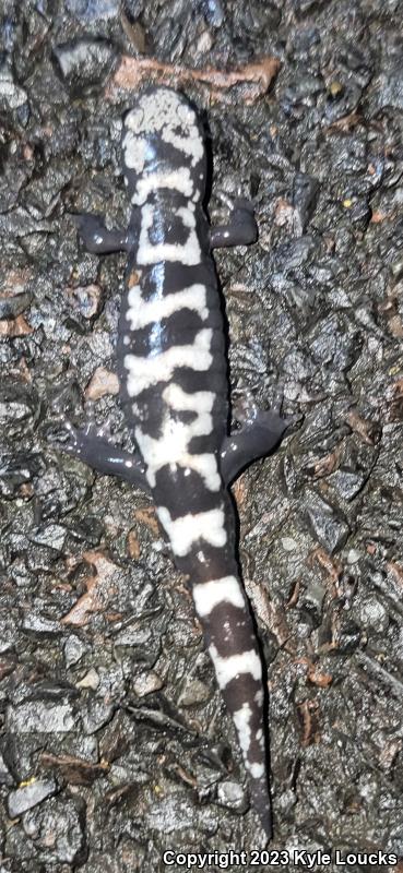 Marbled Salamander (Ambystoma opacum)