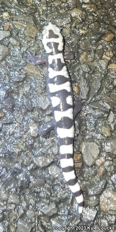 Marbled Salamander (Ambystoma opacum)