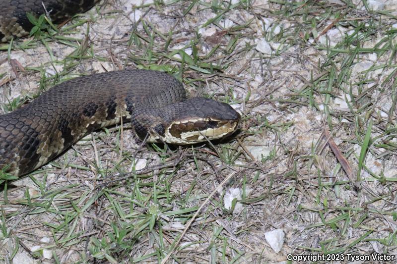 Florida Cottonmouth (Agkistrodon piscivorus conanti)