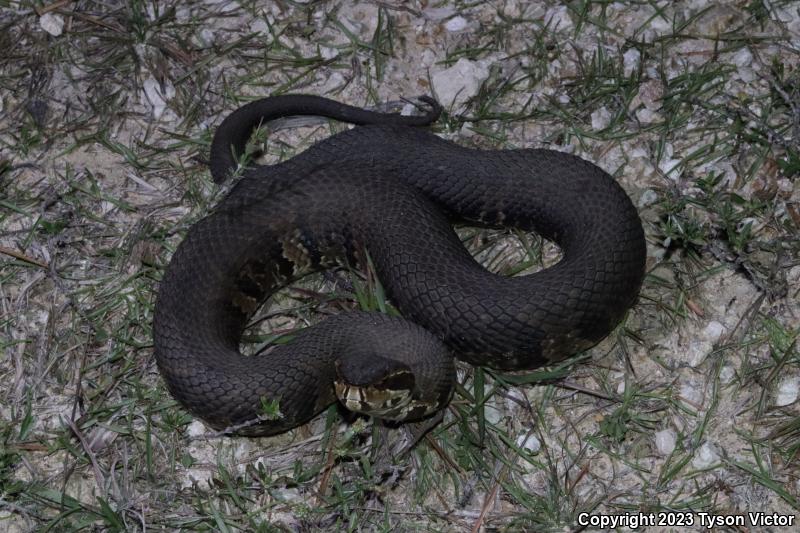 Florida Cottonmouth (Agkistrodon piscivorus conanti)