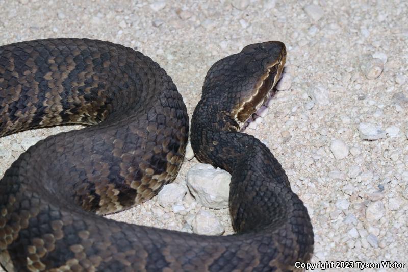 Florida Cottonmouth (Agkistrodon piscivorus conanti)