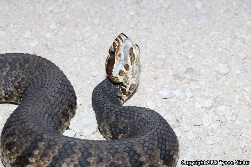 Florida Cottonmouth (Agkistrodon piscivorus conanti)