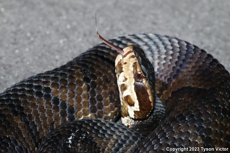 Florida Cottonmouth (Agkistrodon piscivorus conanti)