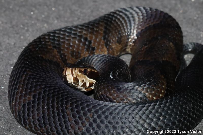 Florida Cottonmouth (Agkistrodon piscivorus conanti)