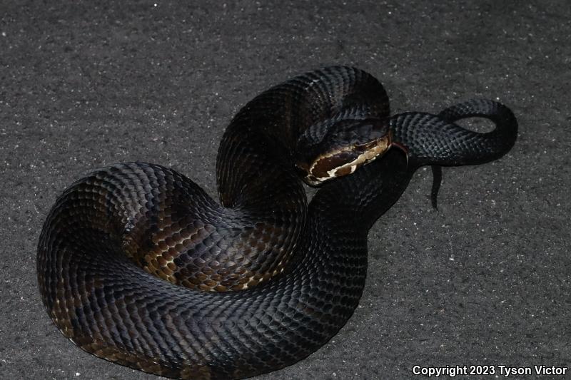 Florida Cottonmouth (Agkistrodon piscivorus conanti)