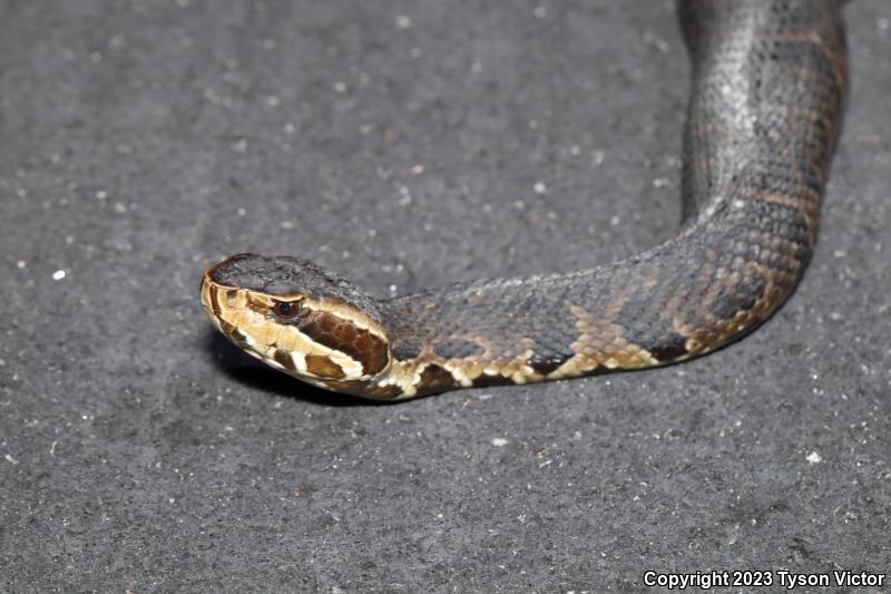 Florida Cottonmouth (Agkistrodon piscivorus conanti)