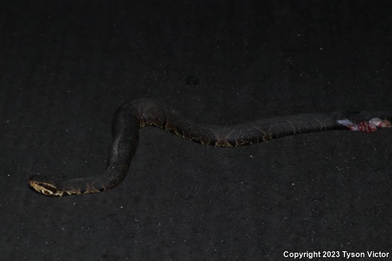 Florida Cottonmouth (Agkistrodon piscivorus conanti)