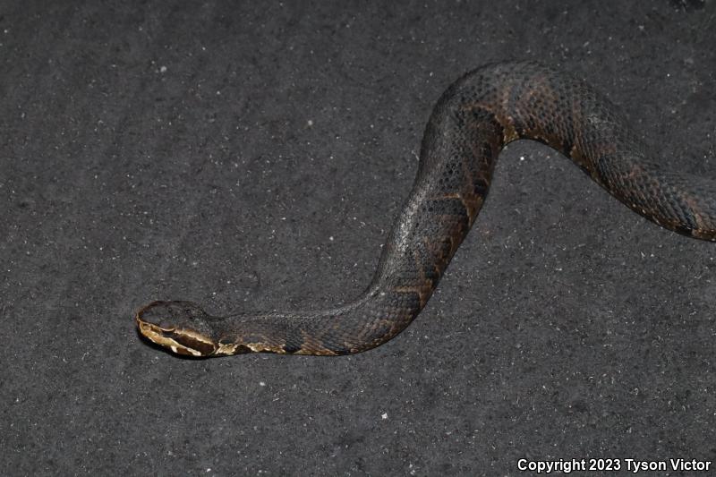 Florida Cottonmouth (Agkistrodon piscivorus conanti)