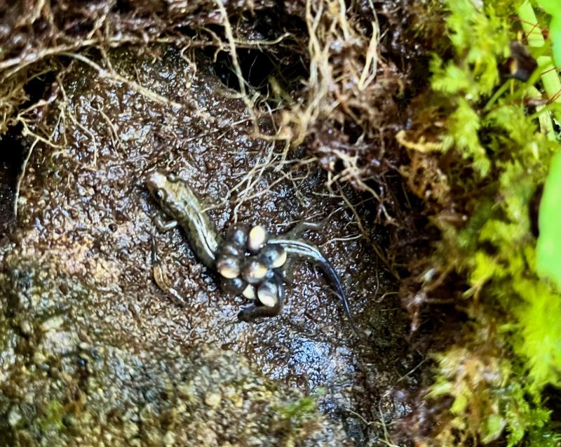 Northern Dusky Salamander (Desmognathus fuscus)