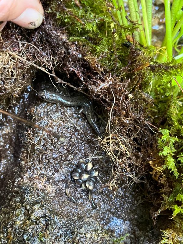 Northern Dusky Salamander (Desmognathus fuscus)