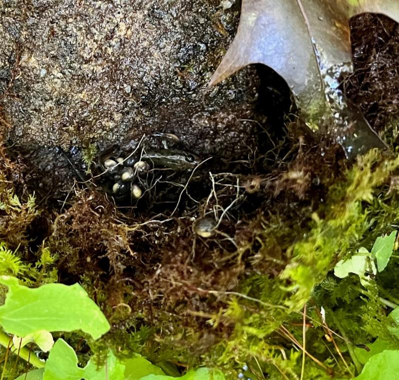 Northern Dusky Salamander (Desmognathus fuscus)