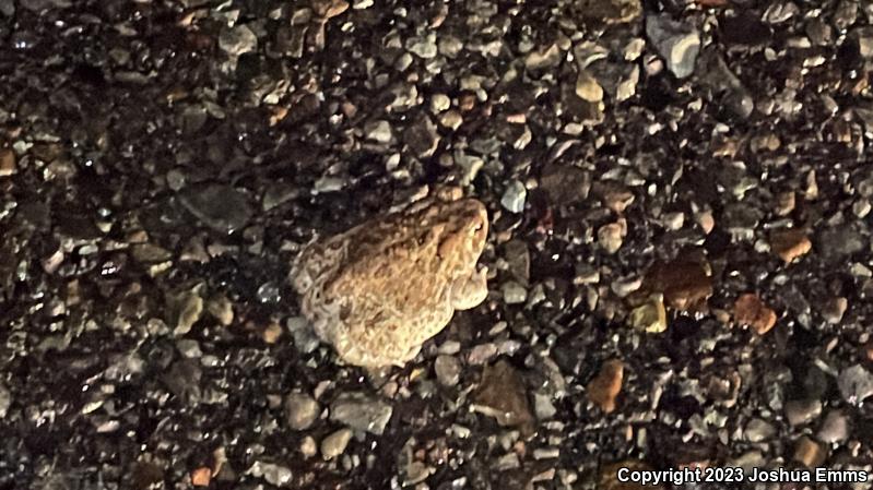 Great Plains Toad (Anaxyrus cognatus)