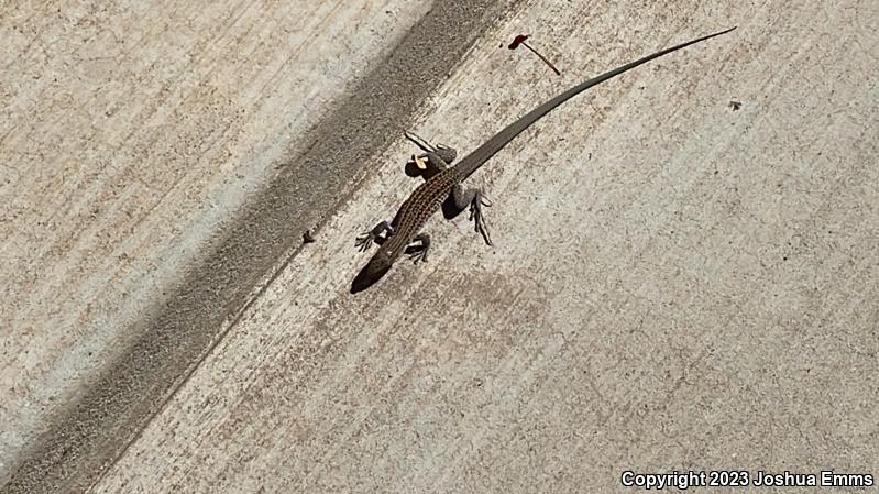 Chihuahuan Spotted Whiptail (Aspidoscelis exsanguis)