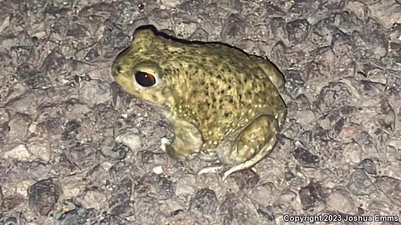 Couch's Spadefoot (Scaphiopus couchii)