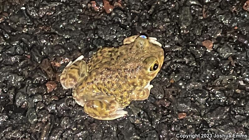 Couch's Spadefoot (Scaphiopus couchii)