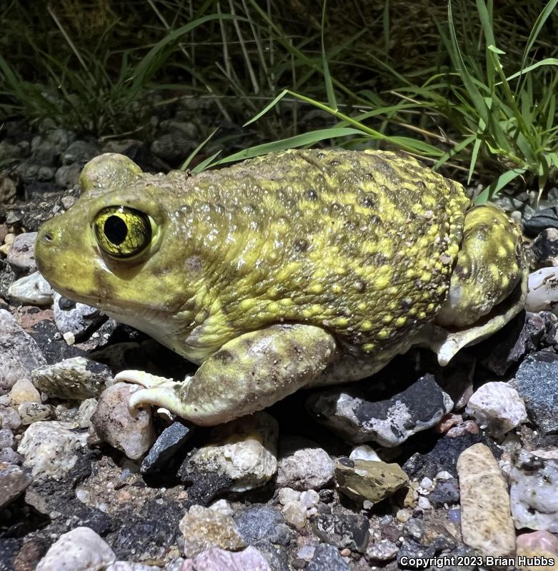 Couch's Spadefoot (Scaphiopus couchii)