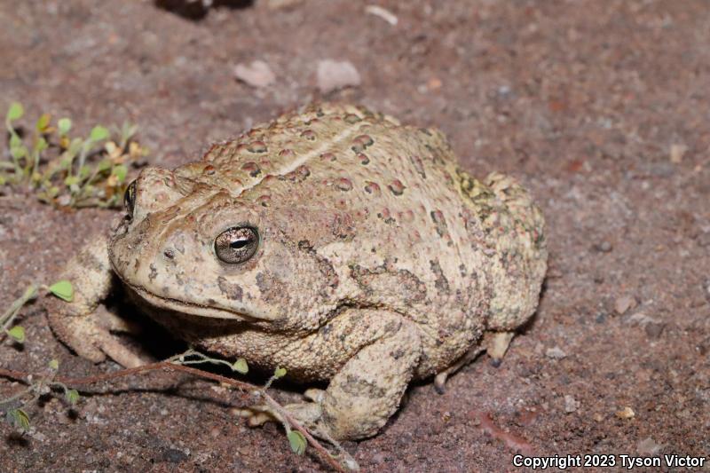 Woodhouse's Toad (Anaxyrus woodhousii)