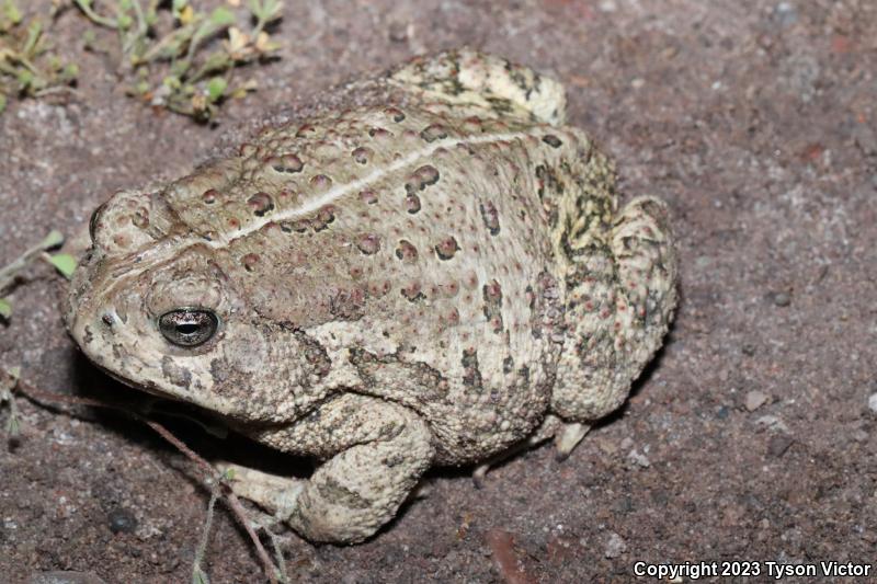 Woodhouse's Toad (Anaxyrus woodhousii)