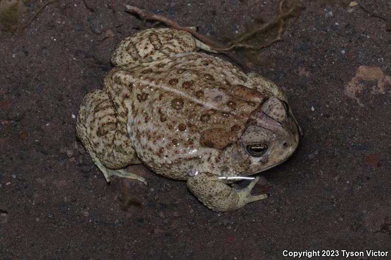 Woodhouse's Toad (Anaxyrus woodhousii)