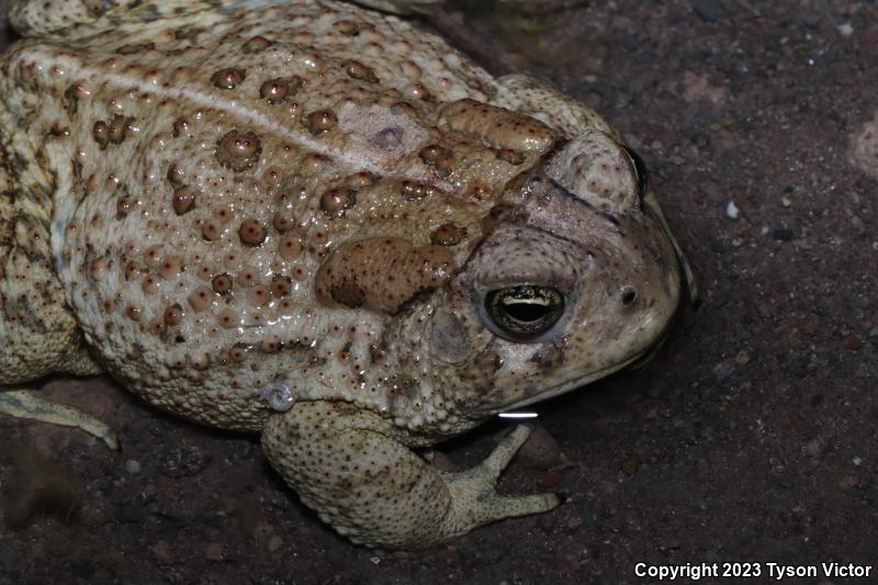 Woodhouse's Toad (Anaxyrus woodhousii)