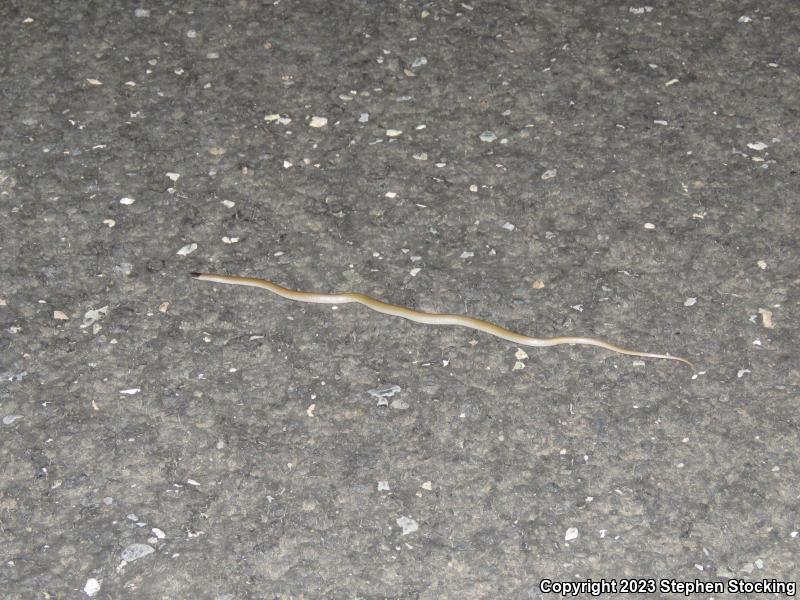 Smith's Black-headed Snake (Tantilla hobartsmithi)