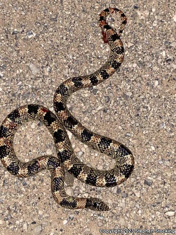 Western Long-nosed Snake (Rhinocheilus lecontei)