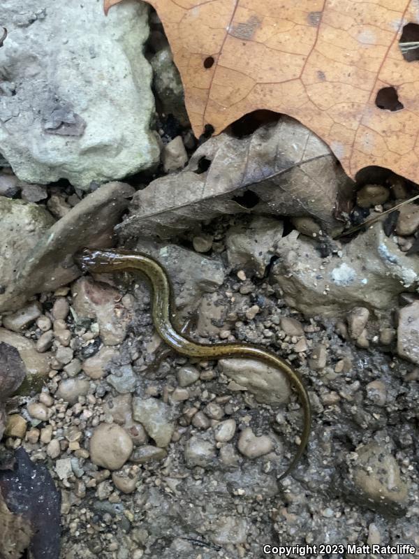 Southern Two-lined Salamander (Eurycea cirrigera)