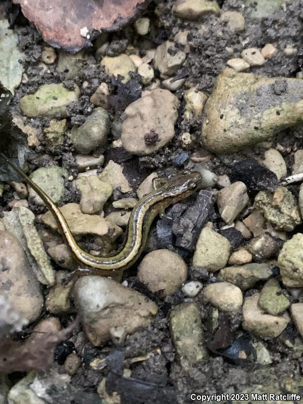 Southern Two-lined Salamander (Eurycea cirrigera)