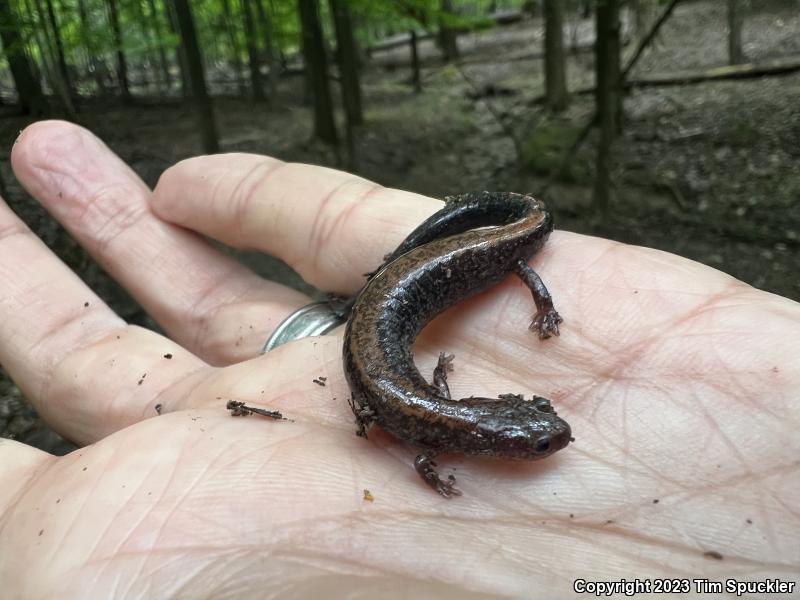 Eastern Red-backed Salamander (Plethodon cinereus)